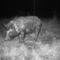 A feral pig wearing a tracking collar. 